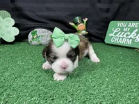 Macy, a female Shih Tzu for sale in Waynesville, MO – Photo 3 of 3