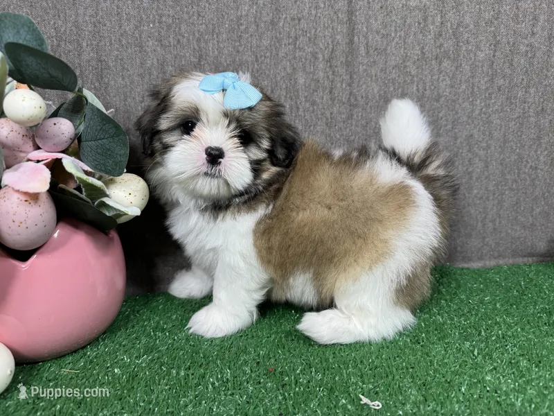 Macy – Shih Tzu puppy for sale in Waynesville, MO