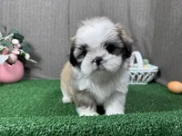 Maxwell, a male Shih Tzu for sale in Waynesville, MO – Photo 1 of 9