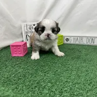 Maxwell, a male Shih Tzu for sale in Waynesville, MO – Photo 6 of 9