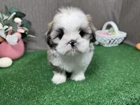 Maxwell, a male Shih Tzu for sale in Waynesville, MO – Photo 2 of 9