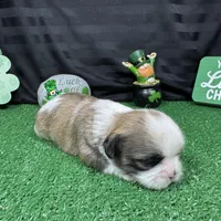 Maxwell, a male Shih Tzu for sale in Waynesville, MO – Photo 9 of 9