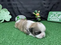 Maxwell, a male Shih Tzu for sale in Waynesville, MO – Photo 3 of 3