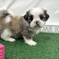 Maxwell, a male Shih Tzu for sale in Waynesville, MO – Photo 4 of 9
