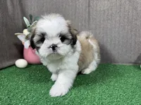 Maxwell, a male Shih Tzu for sale in Waynesville, MO – Photo 3 of 9