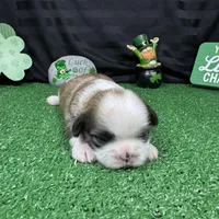 Maxwell, a male Shih Tzu for sale in Waynesville, MO – Photo 8 of 9