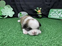 Maxwell, a male Shih Tzu for sale in Waynesville, MO – Photo 2 of 3