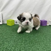 Maxwell, a male Shih Tzu for sale in Waynesville, MO – Photo 5 of 9
