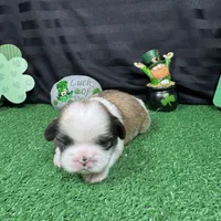 Maxwell, a male Shih Tzu for sale in Waynesville, MO – Photo 7 of 9