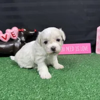 Dakota, a male Maltipoo for sale in Waynesville, MO – Photo 10 of 10