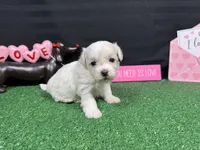 Dakota, a male Maltipoo for sale in Waynesville, MO – Photo 5 of 9