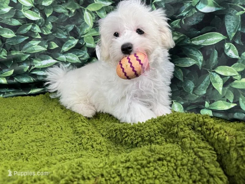 Dakota – Maltipoo puppy for sale in Waynesville, MO