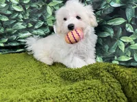 Dakota, a male Maltipoo for sale in Waynesville, MO – Photo 4 of 10