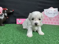 Dakota, a male Maltipoo for sale in Waynesville, MO – Photo 4 of 9