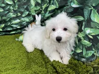 Dakota, a male Maltipoo for sale in Waynesville, MO – Photo 6 of 10