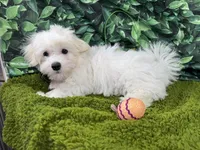 Dakota, a male Maltipoo for sale in Waynesville, MO – Photo 5 of 10