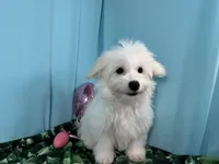 Dakota, a male Maltipoo for sale in Waynesville, MO – Photo 2 of 10