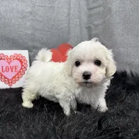 Dakota, a male Maltipoo for sale in Waynesville, MO – Photo 8 of 10