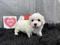 Dakota, a male Maltipoo for sale in Waynesville, MO – Photo 2 of 9