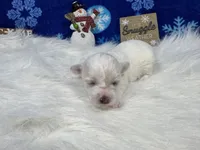 Dakota, a male Maltipoo for sale in Waynesville, MO – Photo 7 of 9