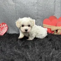 Dakota, a male Maltipoo for sale in Waynesville, MO – Photo 9 of 10