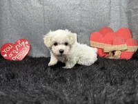 Dakota, a male Maltipoo for sale in Waynesville, MO – Photo 3 of 9