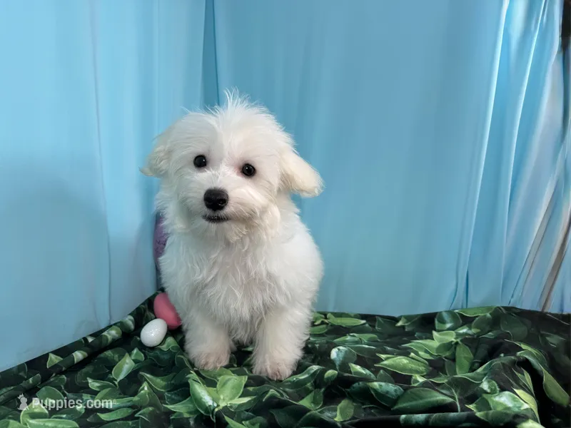 Dakota – Maltipoo puppy for sale in Waynesville, MO