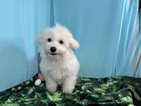 Dakota, a male Maltipoo for sale in Waynesville, MO – Photo 1 of 10