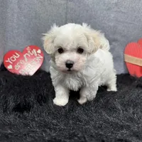 Dakota, a male Maltipoo for sale in Waynesville, MO – Photo 7 of 10