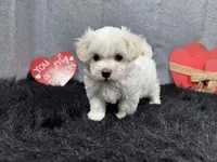 Dakota, a male Maltipoo for sale in Waynesville, MO – Photo 1 of 9