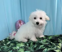 Dakota, a male Maltipoo for sale in Waynesville, MO – Photo 3 of 10
