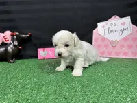 Dakota, a male Maltipoo for sale in Waynesville, MO – Photo 6 of 9