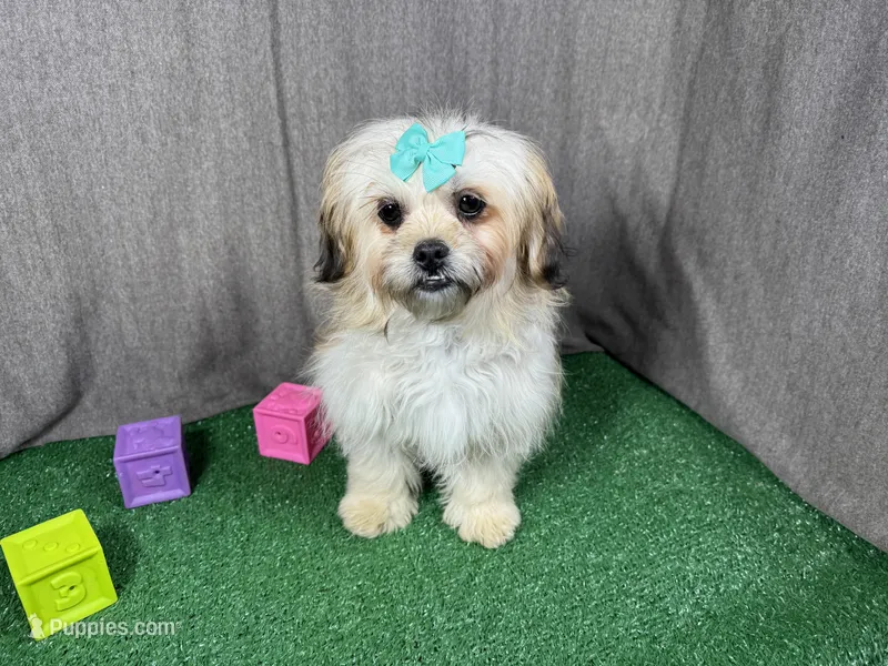 Basil – Peekapoo puppy for sale in Waynesville, MO