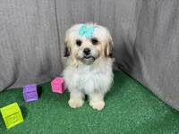 Basil, a female Peekapoo for sale in Waynesville, MO – Photo 1 of 3