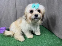 Basil, a female Peekapoo for sale in Waynesville, MO – Photo 2 of 3