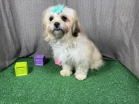 Basil, a female Peekapoo for sale in Waynesville, MO – Photo 3 of 3