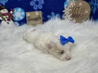 Daisy, a female Maltipoo for sale in Waynesville, MO – Photo 8 of 9