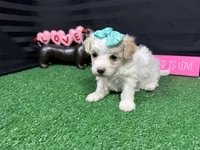 Daisy, a female Maltipoo for sale in Waynesville, MO – Photo 6 of 9