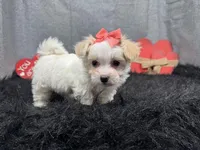 Daisy, a female Maltipoo for sale in Waynesville, MO – Photo 3 of 9