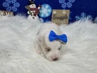 Daisy, a female Maltipoo for sale in Waynesville, MO – Photo 7 of 9