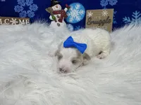 Daisy, a female Maltipoo for sale in Waynesville, MO – Photo 9 of 9