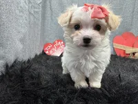 Daisy, a female Maltipoo for sale in Waynesville, MO – Photo 2 of 9