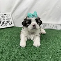 Matilda, a female Shih Tzu for sale in Waynesville, MO – Photo 4 of 9