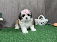 Matilda, a female Shih Tzu for sale in Waynesville, MO – Photo 2 of 9