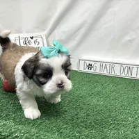 Matilda, a female Shih Tzu for sale in Waynesville, MO – Photo 6 of 9