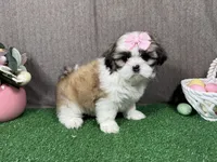 Matilda, a female Shih Tzu for sale in Waynesville, MO – Photo 3 of 9