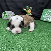 Matilda, a female Shih Tzu for sale in Waynesville, MO – Photo 8 of 9