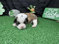 Matilda, a female Shih Tzu for sale in Waynesville, MO – Photo 2 of 3