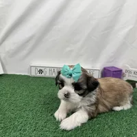 Matilda, a female Shih Tzu for sale in Waynesville, MO – Photo 5 of 9