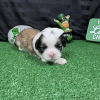 Matilda, a female Shih Tzu for sale in Waynesville, MO – Photo 9 of 9